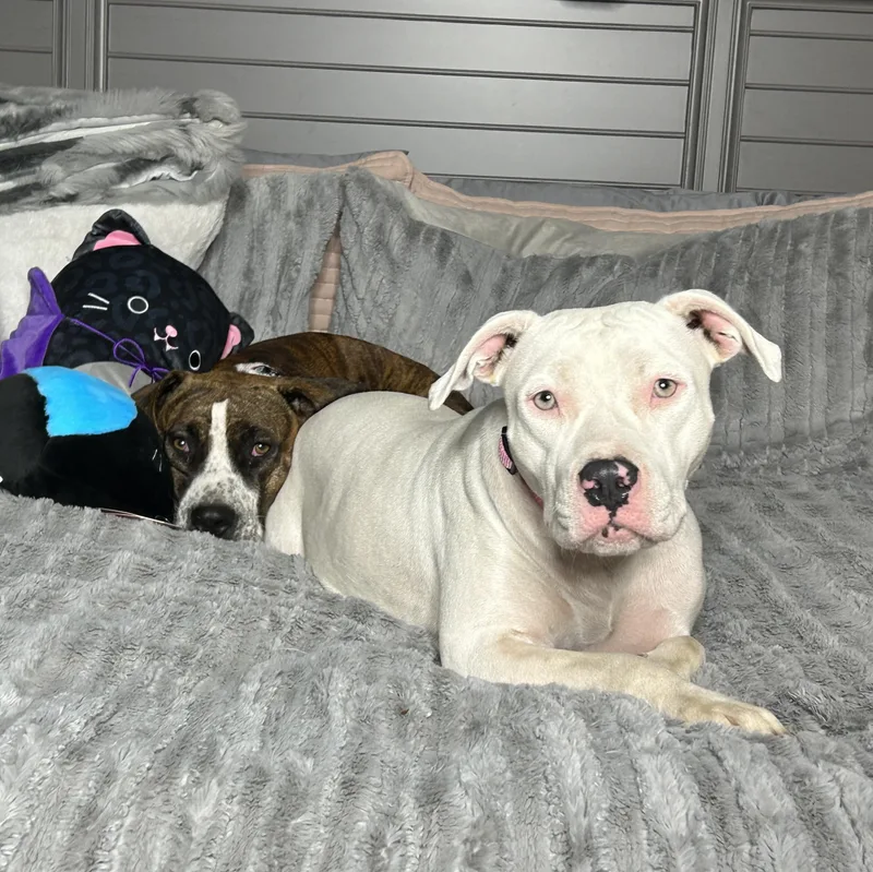 Darling Brie And Eclair thumbnail 5