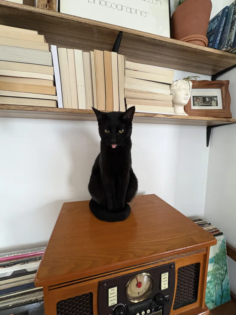 A young medium-sized male Black Domestic Short Hair cat named Cosmo for adoption in Indianapolis, IN