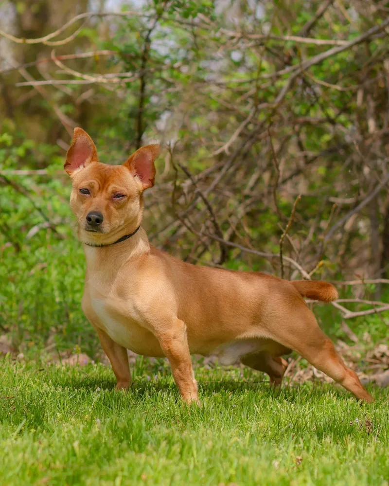 A young small-sized male Brown / Chocolate Chihuahua dog named Speedy Gonzales for adoption in Bridgeport, CT