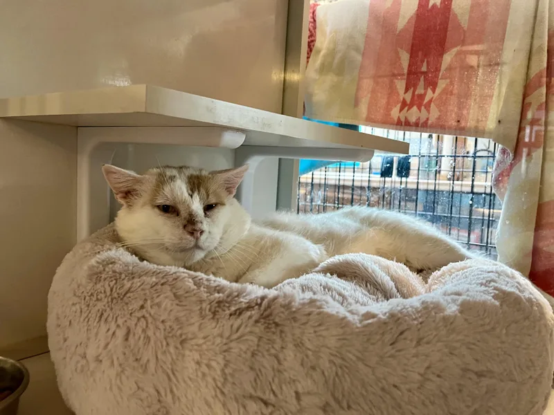 An adult medium-sized male Orange & White Domestic Short Hair cat named Dillinger for adoption in Salisbury, MA