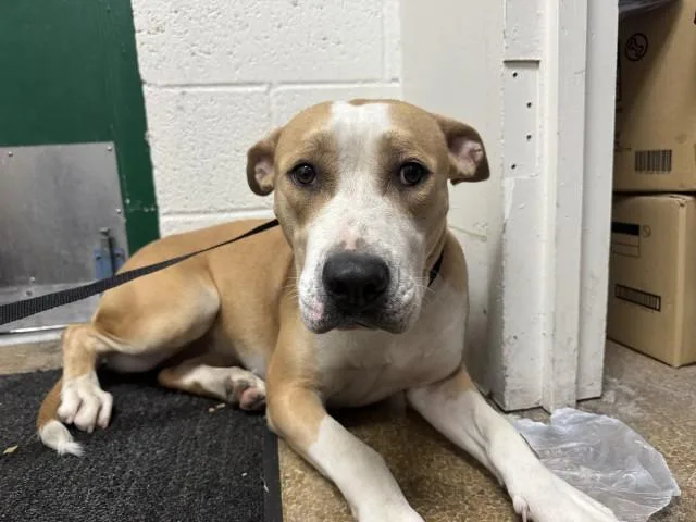 A young small-sized female Pit Bull Terrier dog named Pearl for adoption in San Bernardino, CA
