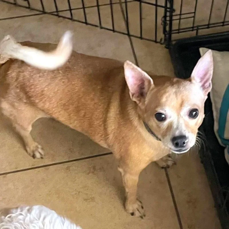 An adult small-sized male Golden Chihuahua dog named Teddy for adoption in Phoenix, AZ