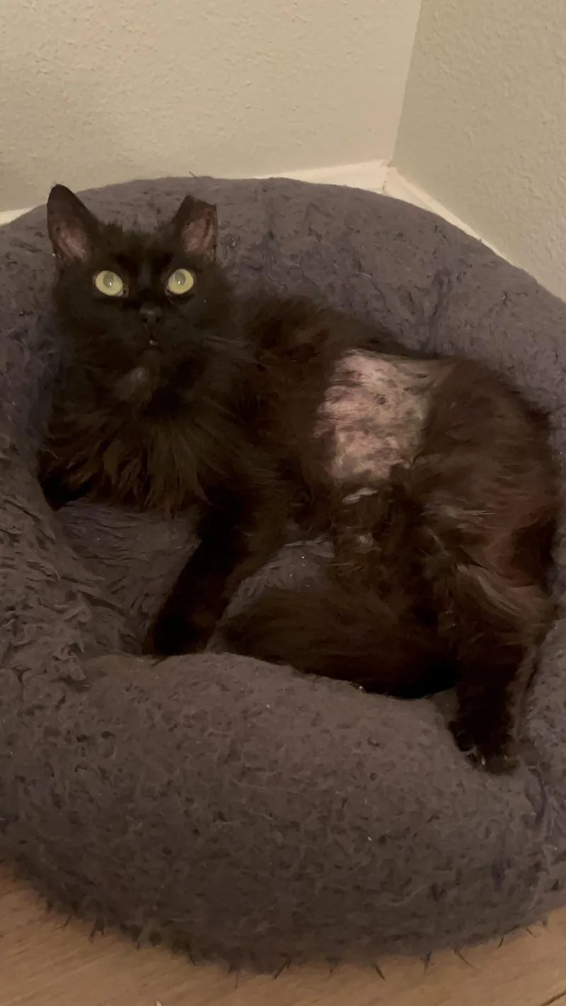 A senior medium-sized female Black Domestic Medium Hair cat named Luna for adoption in Cibolo, TX