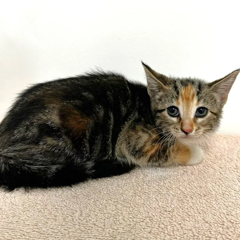 A baby small-sized female Domestic Short Hair cat named Guava for adoption in Warrensburg, MO