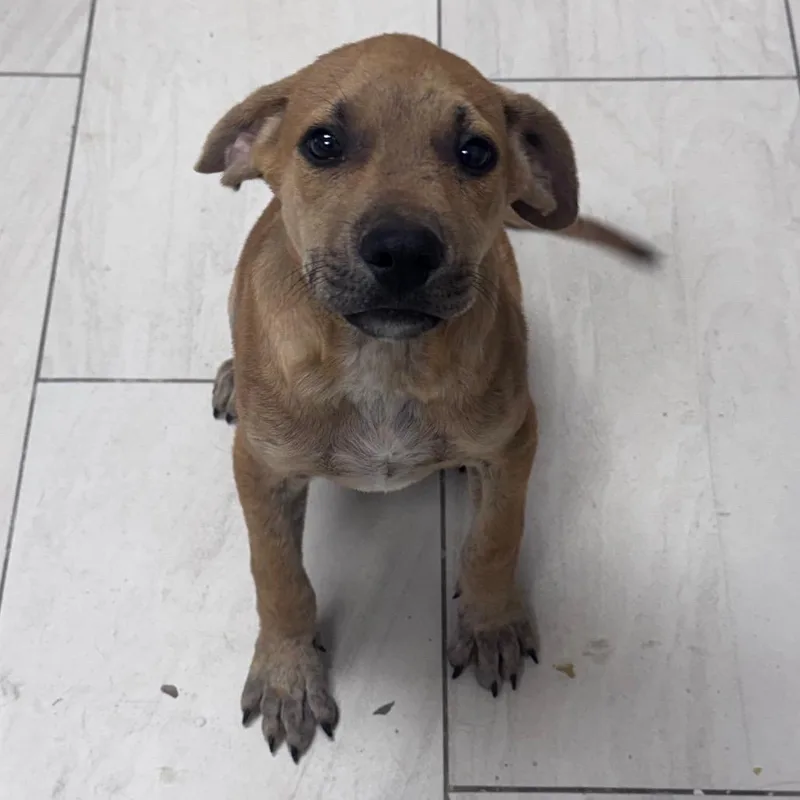 A baby small-sized male Yellow / Tan / Blond / Fawn Black Mouth Cur dog named Chucky for adoption in Lufkin, TX