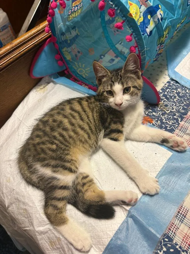 A baby small-sized male Brown / Chocolate Domestic Short Hair cat named Martin for adoption in Breinigsville, PA