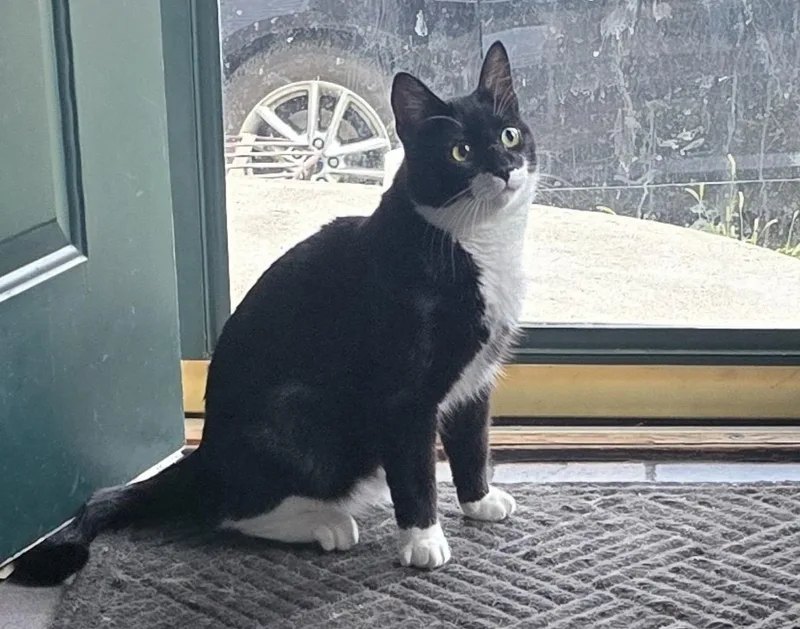 Tuxy
