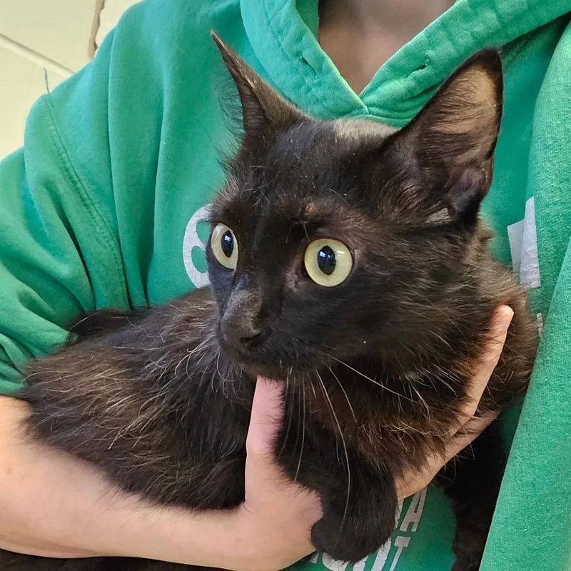 An adult medium-sized female Black Domestic Short Hair cat named Mamba for adoption in Waukesha, WI