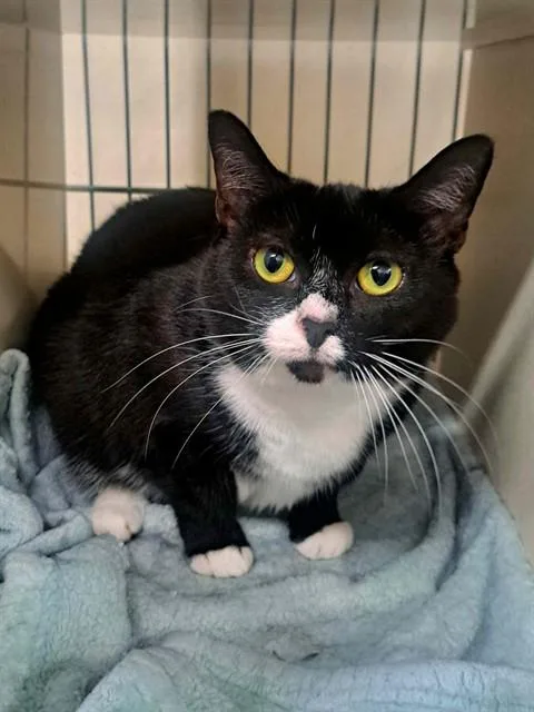 An adult small-sized female Domestic Short Hair cat named Oreo for adoption in Easton, MD
