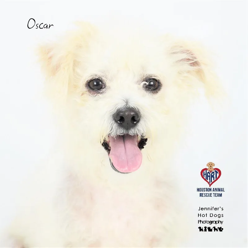 An adult small-sized male Poodle dog named Oscar for adoption in Hockley, TX