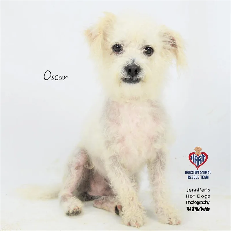 Oscar thumbnail 2