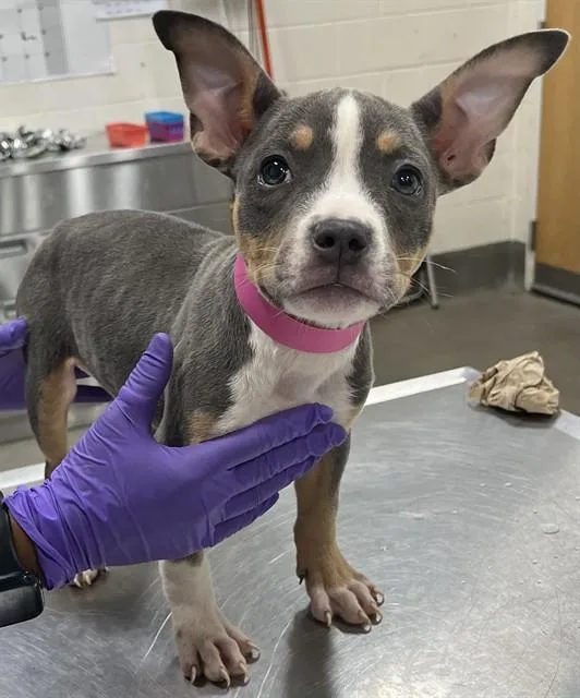 A baby small-sized female Pit Bull Terrier dog named A for adoption in Upper Marlboro, MD