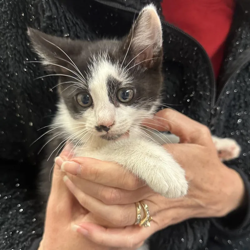 A baby small-sized male Black Domestic Short Hair cat named Goose F for adoption in Oklahoma City, OK
