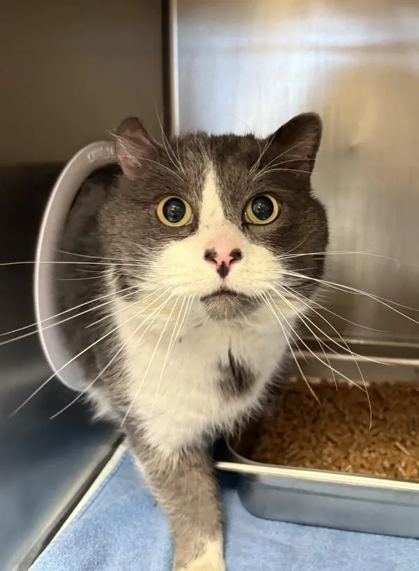 An adult large-sized male Domestic Short Hair cat named Angus for adoption in Great Falls, MT