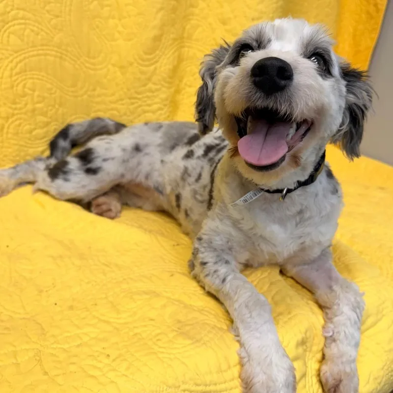 A young small-sized female White / Cream Poodle dog named Chloe for adoption in Kokomo, IN