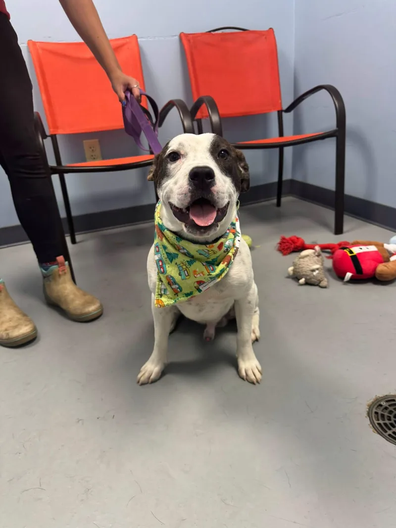 A young small-sized male Brindle Terrier dog named Little Baby for adoption in Zanesville, OH