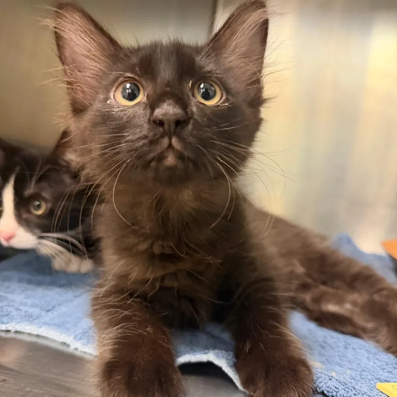 A baby small-sized male Black Domestic Short Hair cat named Byron for adoption in Titusville, FL