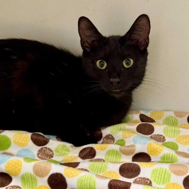 An adult medium-sized female Black Domestic Short Hair cat named Edna for adoption in Long Beach, CA