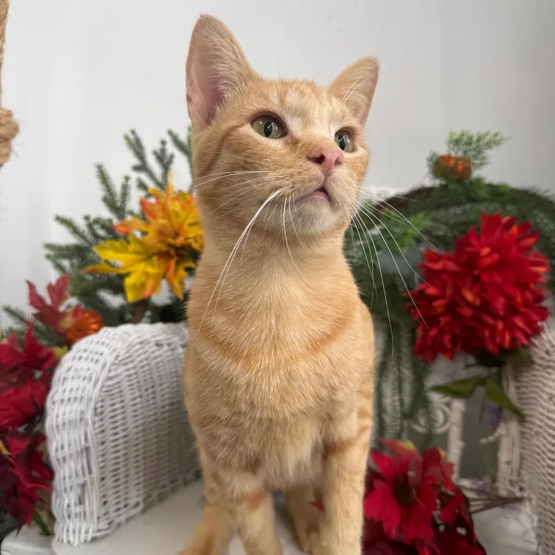 A young medium-sized male Orange / Red Domestic Short Hair cat named Nanito Fran for adoption in Eaton Rapids, MI
