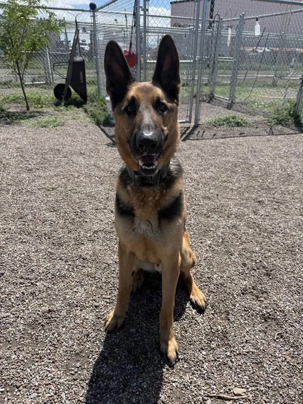 An adult large-sized male Mixed Breed dog named Remy for adoption in Great Falls, MT