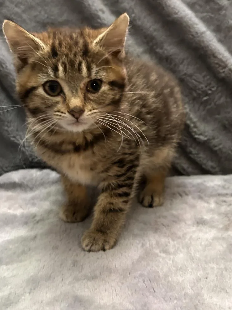A baby small-sized male Domestic Short Hair cat named Spring Roll for adoption in Peoria, IL