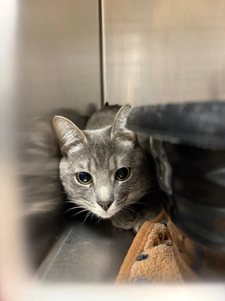 A young medium-sized male Domestic Short Hair cat named Duke for adoption in Johnson City, TN