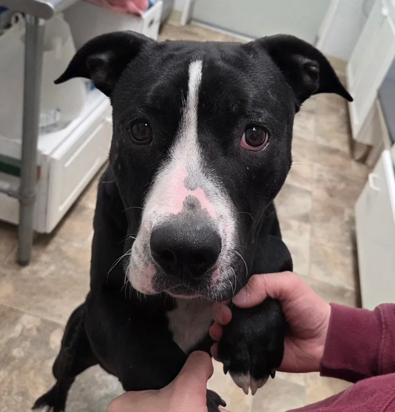 A baby large-sized male Pit Bull Terrier dog named Lewis for adoption in Gold Beach, OR