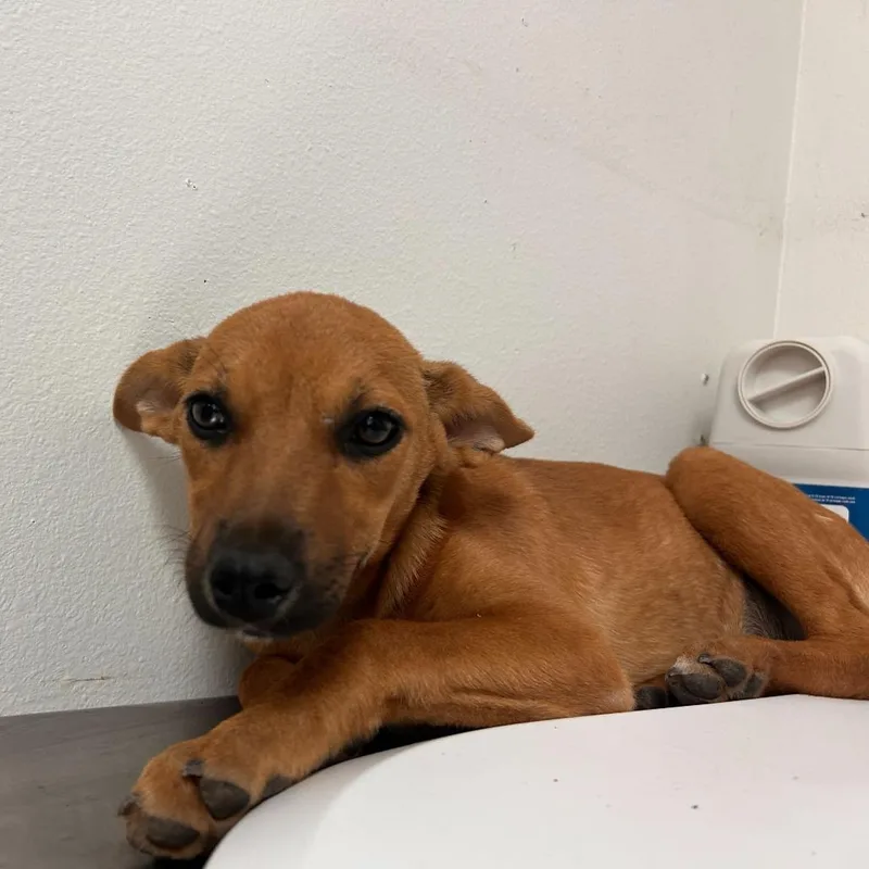 A baby small-sized female Brown / Chocolate Shepherd dog named Camila for adoption in Edinburg, TX