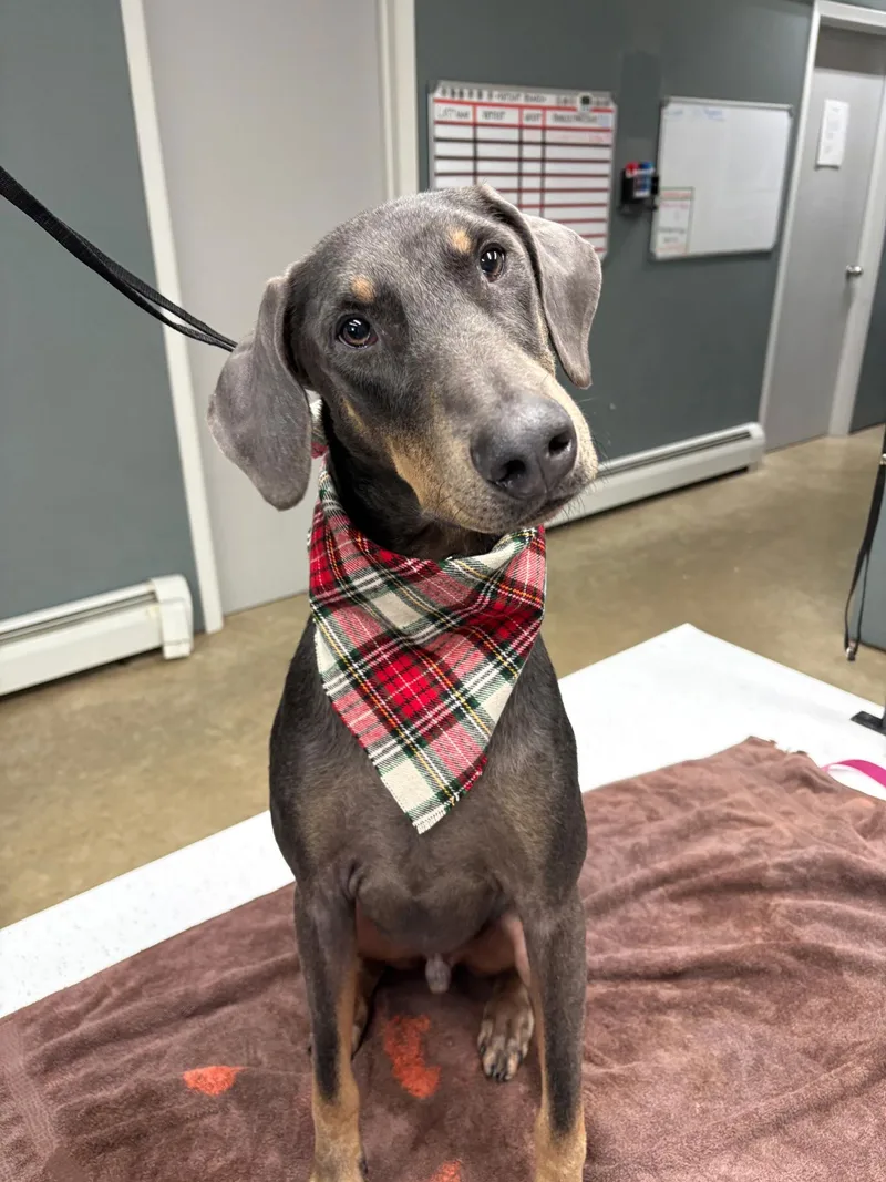 A young large-sized male Doberman Pinscher dog named Blu for adoption in Buffalo, MN