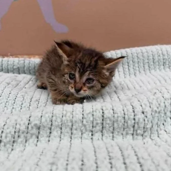 A baby small-sized female Brown / Chocolate Domestic Short Hair cat named Bobbi In Manchester  for adoption in Alexandria, VA