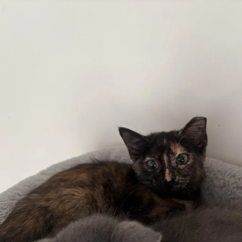 A baby small-sized female Tortoiseshell Domestic Short Hair cat named Elphaba for adoption in Chattanooga, TN