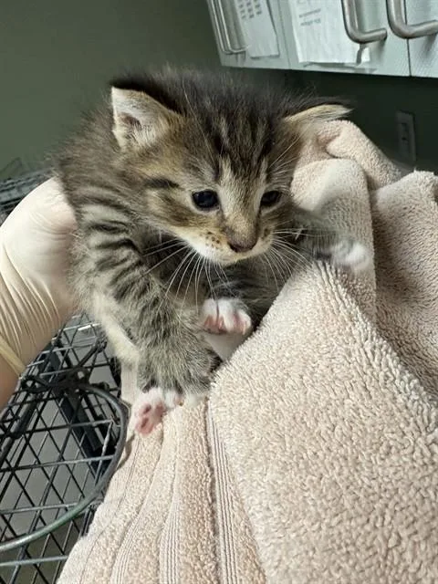 Miguel
