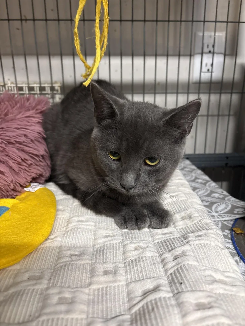 A young medium-sized female Domestic Short Hair cat named Misty for adoption in White Bluff, TN