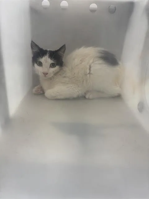A young medium-sized female Domestic Short Hair cat named Jin for adoption in Dallas, TX