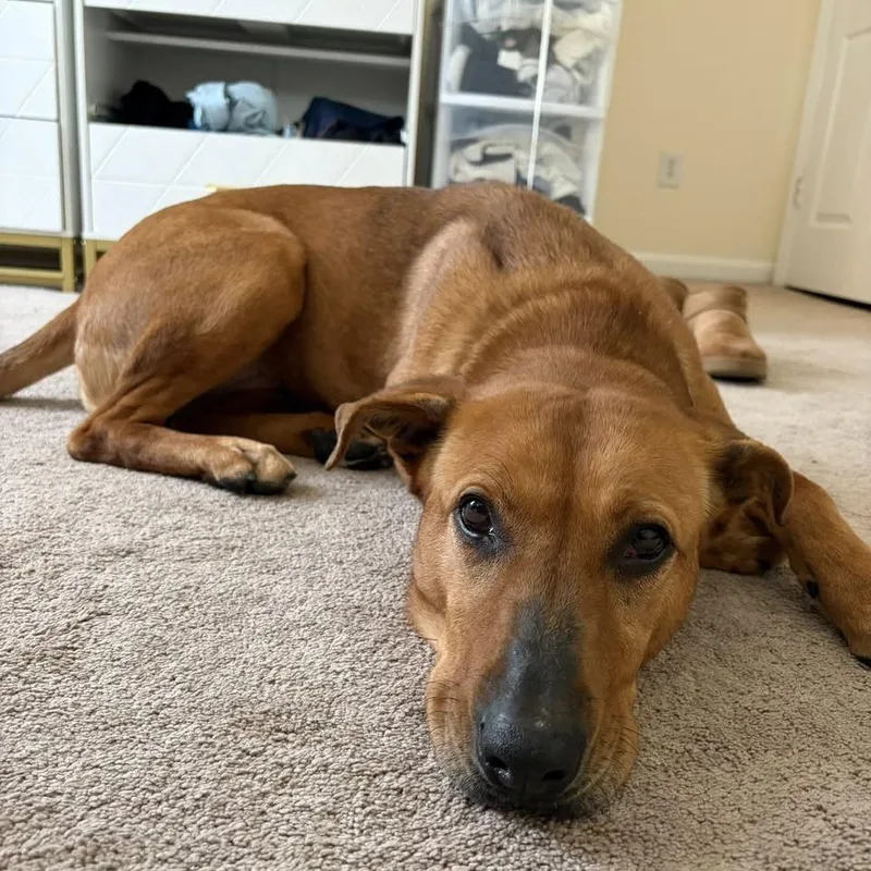 A senior medium-sized female Red / Chestnut / Orange Mixed Breed dog named Rozwell for adoption in Harrisonburg, VA