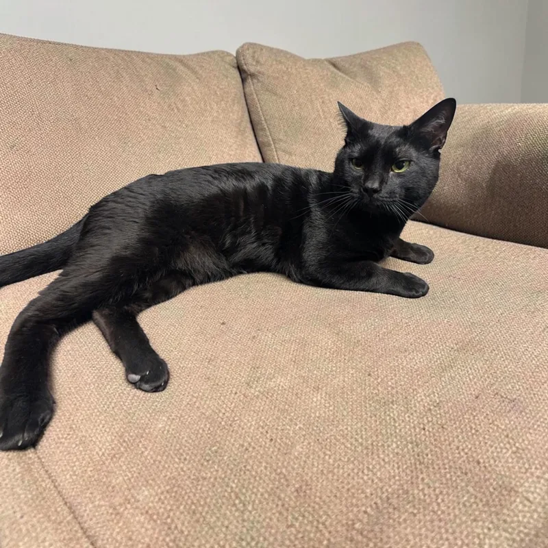 A young medium-sized male Black Bombay cat named Ozzy for adoption in Chuckey, TN