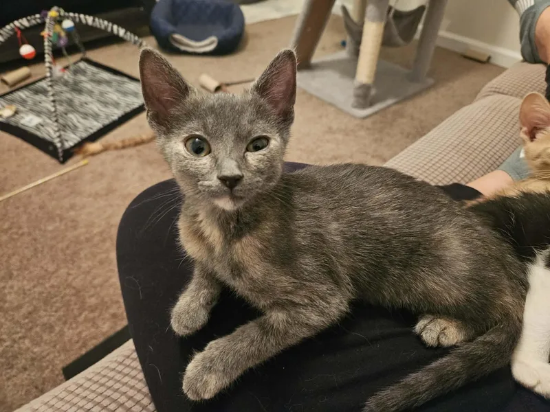 A baby small-sized female Dilute Tortoiseshell Domestic Short Hair cat named Misty for adoption in Elyria, OH