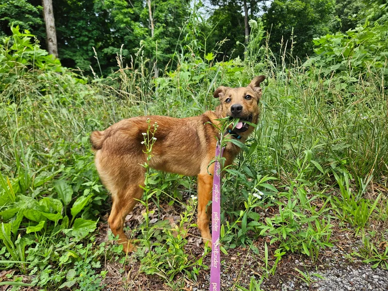 A baby medium-sized male Australian Shepherd dog named Bobber for adoption in Hilham, TN