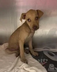 A baby medium-sized male Mixed Breed dog named Kobra for adoption in West Chester, PA