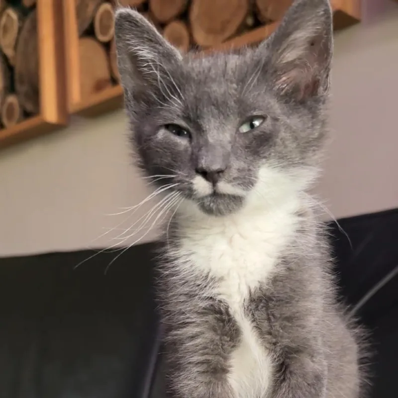A baby small-sized male Gray / Blue / Silver American Shorthair cat named Battery for adoption in Charlotte, NC
