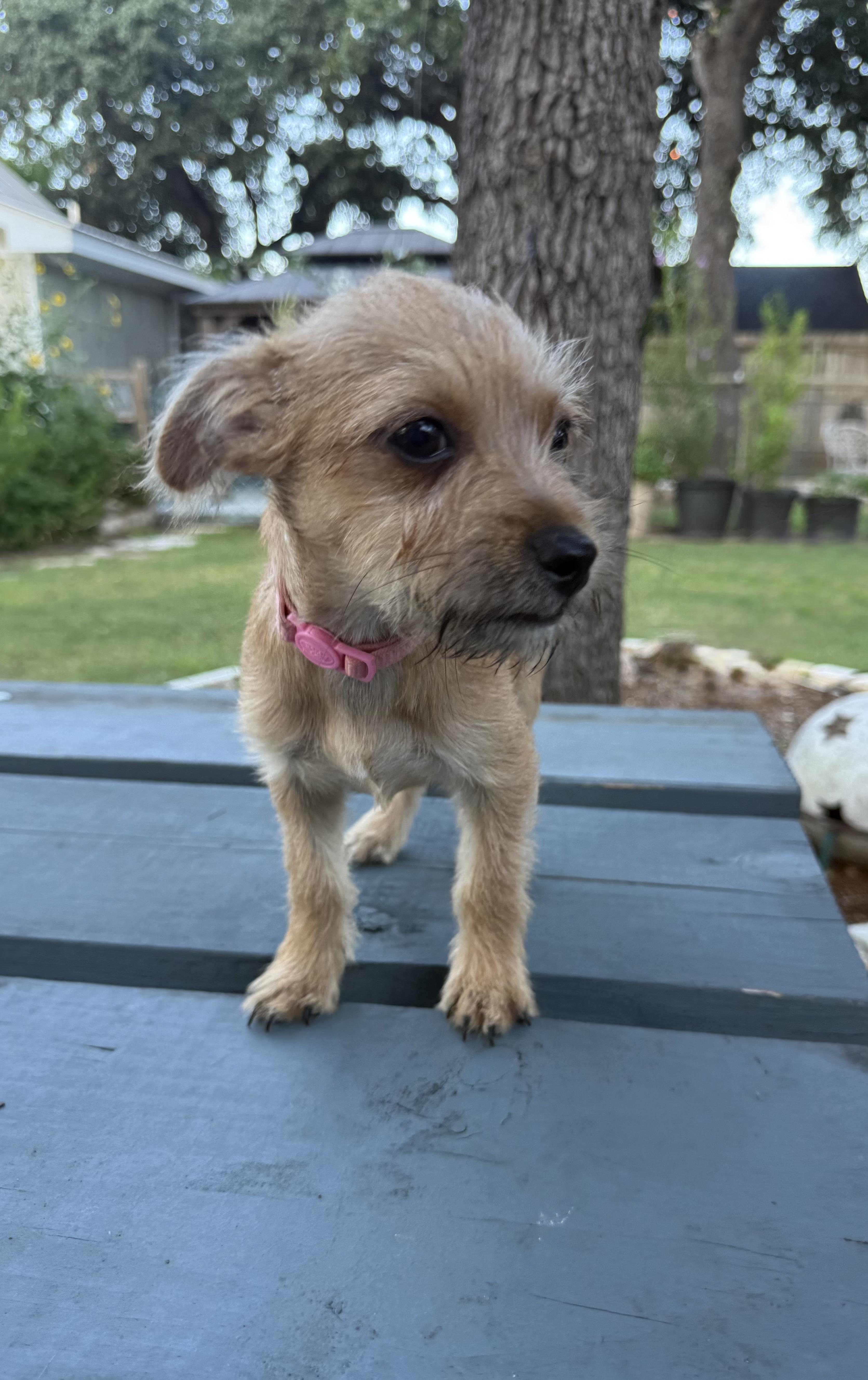 Olivia the sweet tiny