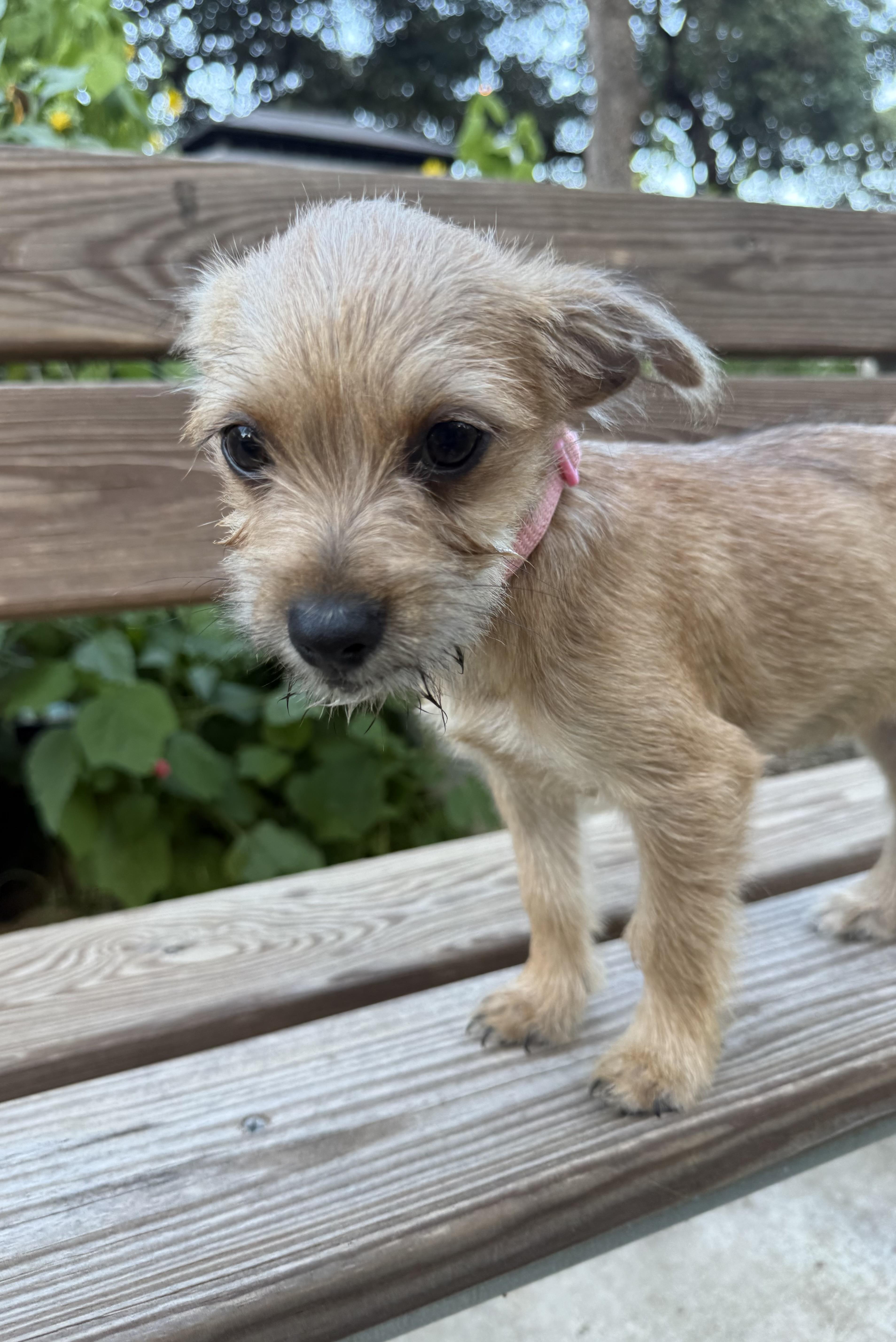 Olivia the sweet tiny thumbnail 3