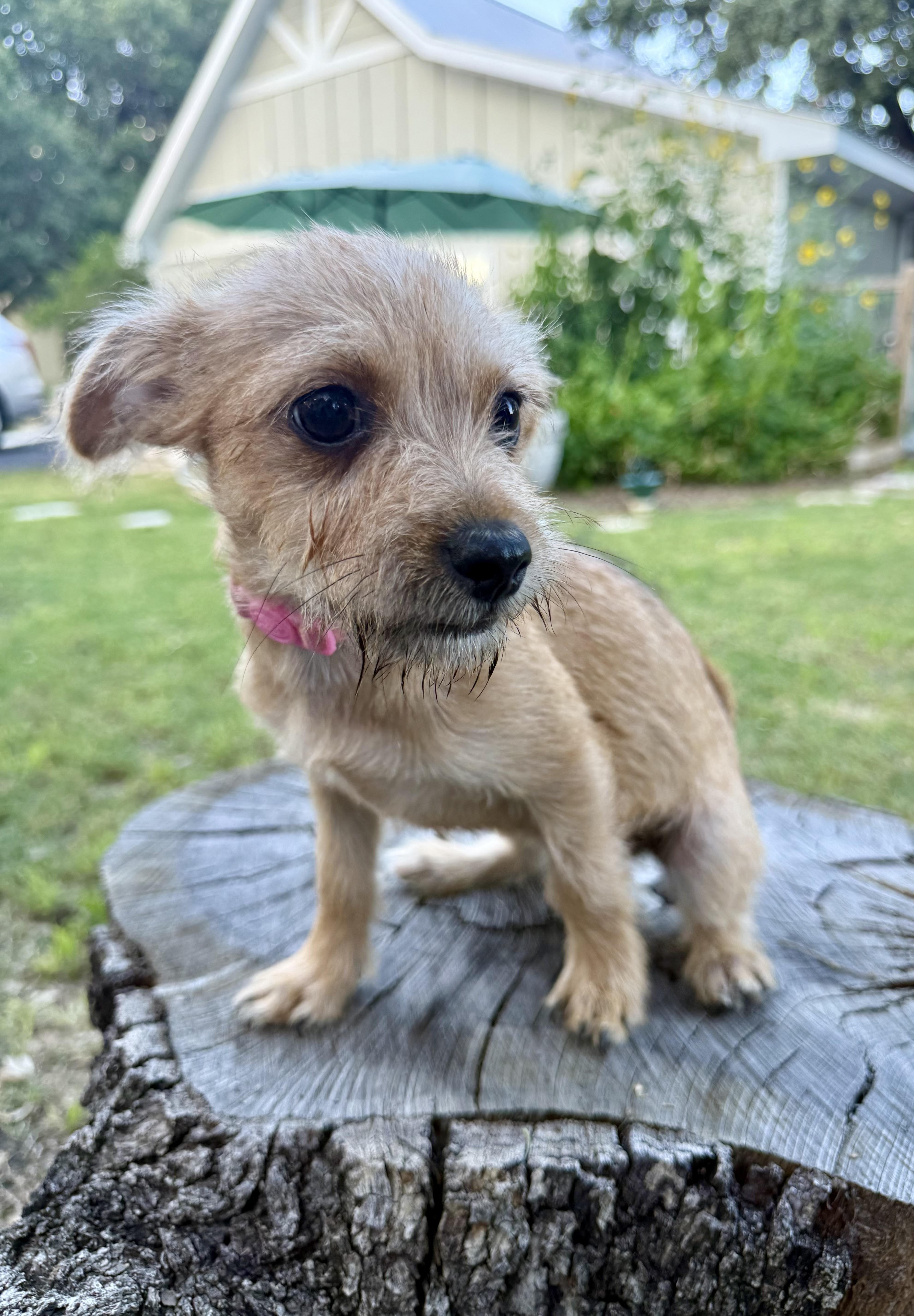 Olivia the sweet tiny thumbnail 4