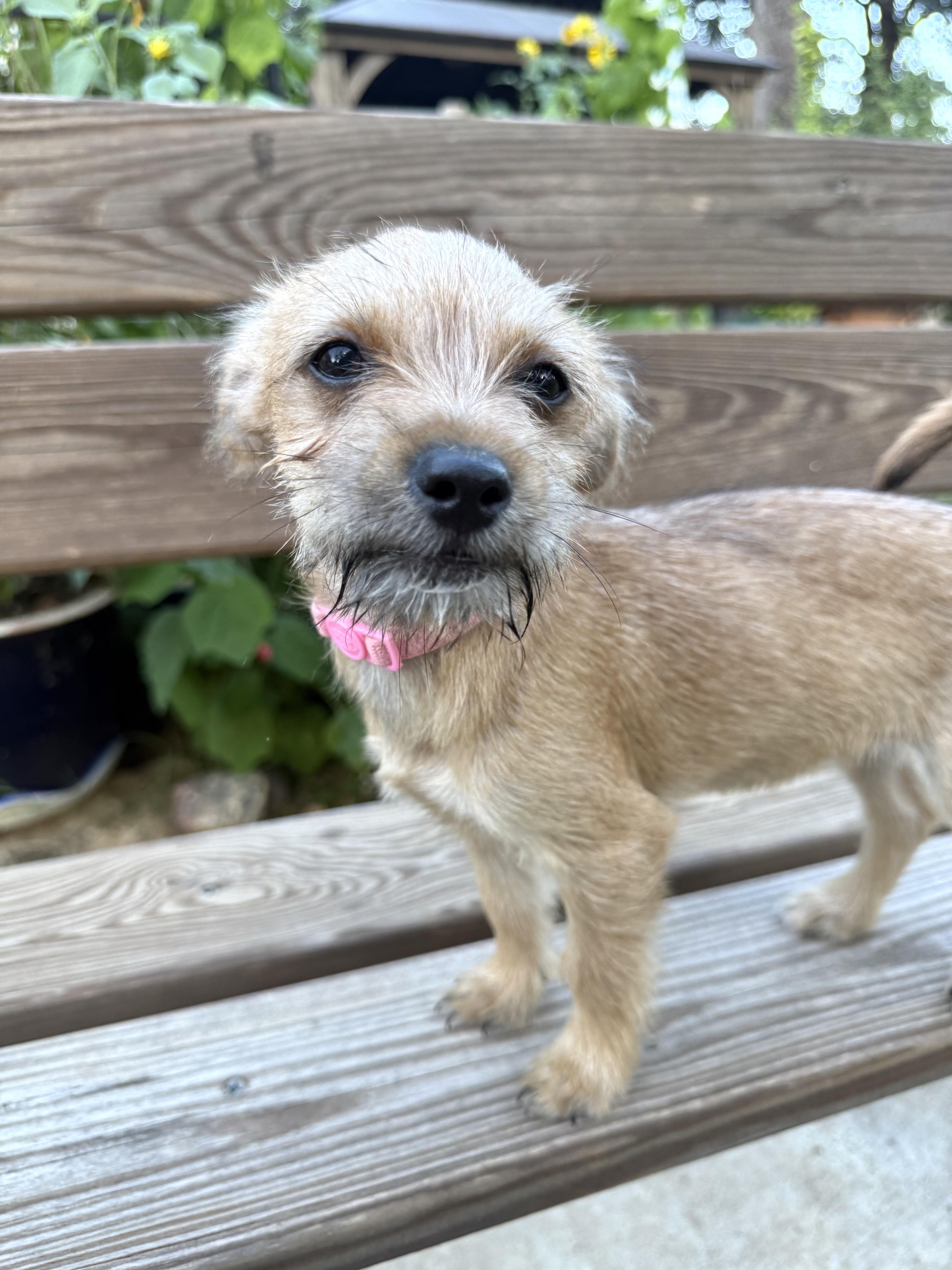 Olivia the sweet tiny thumbnail 5