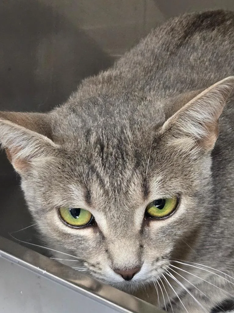 A young medium-sized female Domestic Short Hair cat named Molly Mama for adoption in Shelton, WA