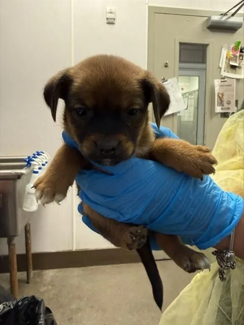 A baby small-sized male German Shepherd Dog dog named Grumpy for adoption in Tucson, AZ
