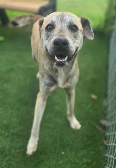 A young medium-sized female Mixed Breed dog named Princess for adoption in Columbia, SC