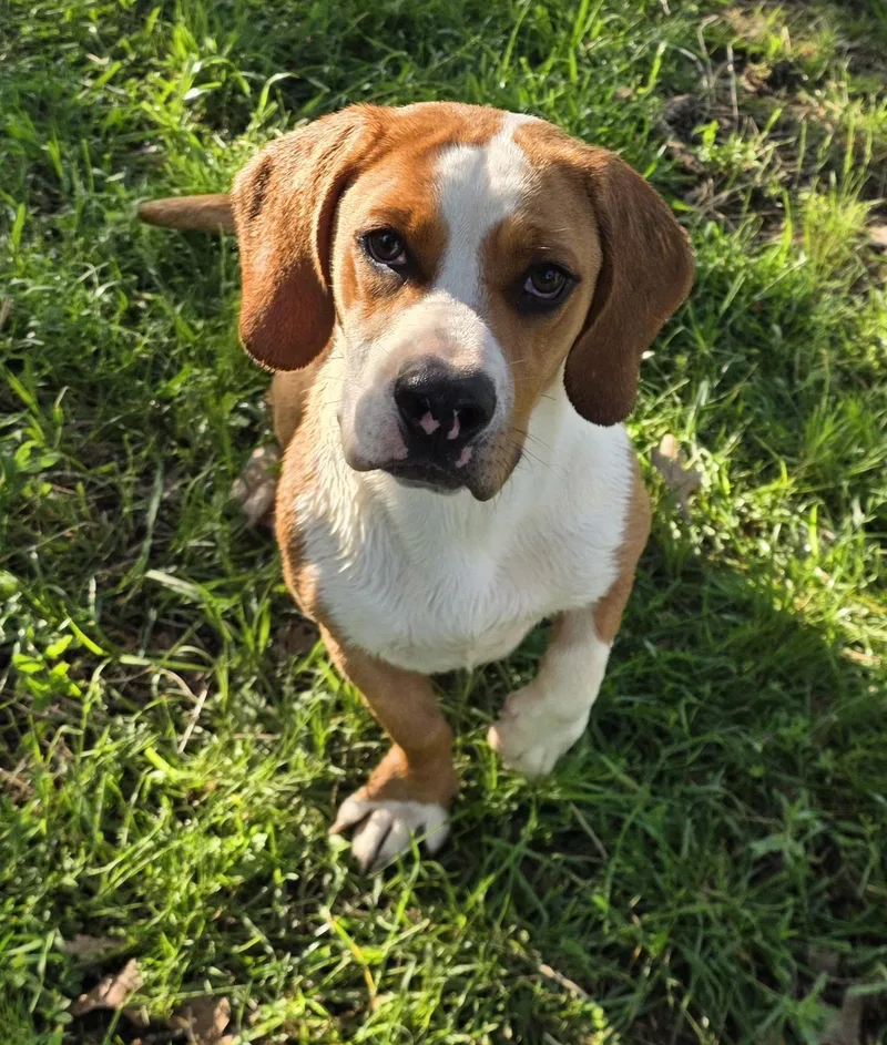 A young medium-sized female Brown / Chocolate Basset Hound dog named Nala for adoption in Springtown, TX