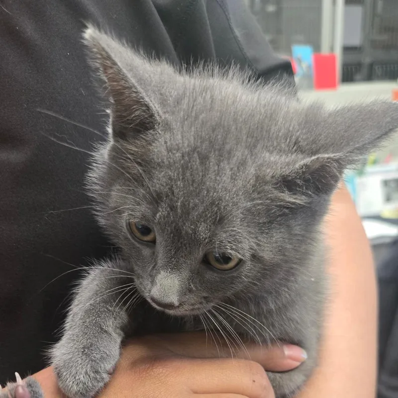 A baby small-sized male Gray / Blue / Silver Domestic Short Hair cat named Confetti for adoption in San Jacinto, CA