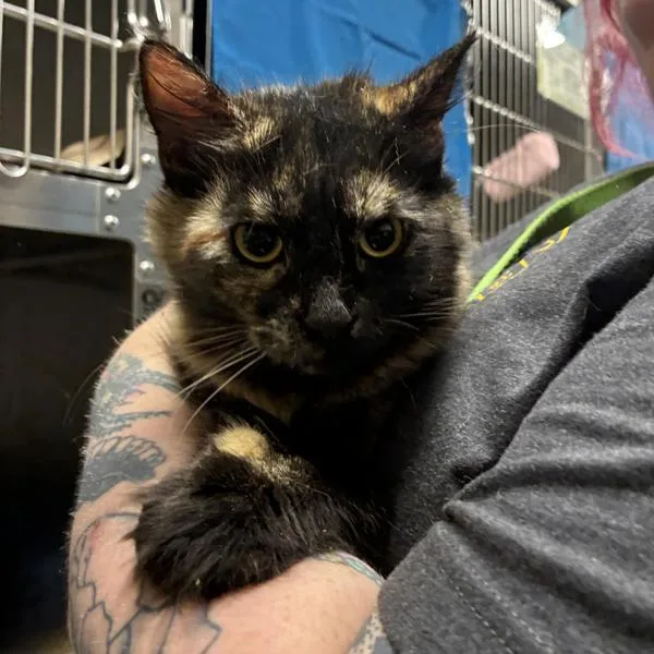 A young medium-sized female Domestic Medium Hair cat named Humingbird for adoption in Portland, OR